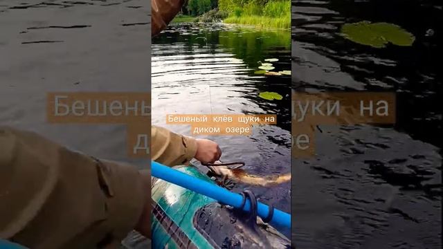 Бешеный клёв щуки на диком озере. смотреть онлайн