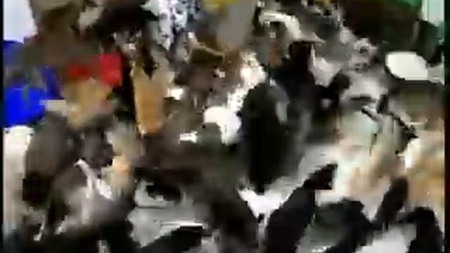 CAT FEEDING FRENZY!!! -MUST SEE- смотреть онлайн