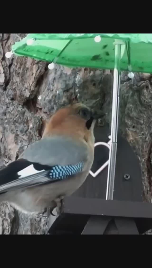 #shorts Сойка под зонтиком