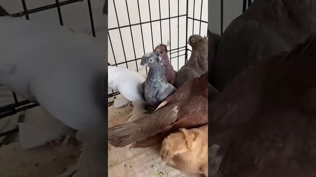 Голуби редкой породы. Двухчубые голуби. Tauben. Pigeons. Palomas. Pombos. 비둘기. کبوترها.