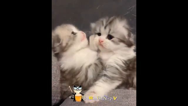 Веселые котята для хорошего настроения! ? Подборка приколов с котами и котятами! ???.mp4 смотреть онлайн