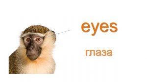 Части тела животных по-английски [Animal body parts - English Vocabulary Flashcards]