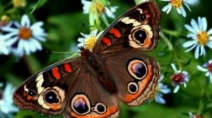 Галина Погорельская. Сок берёзовый с горечью.