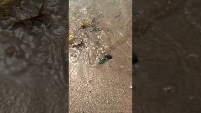 жук-плавунец битва с водой смотреть онлайн