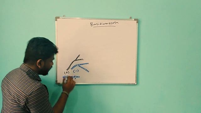 Basidiomycota / Kingdom Fungi / අපි කන්නේ ප්රජනක කොටස් смотреть онлайн