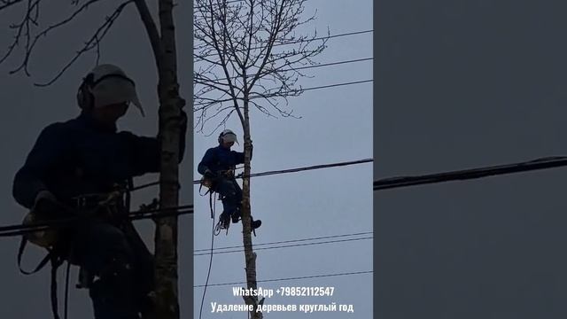 Спилка и обрезка деревьев в Московской области, круглый год и без выходных. Пишите WhatsApp. смотреть онлайн