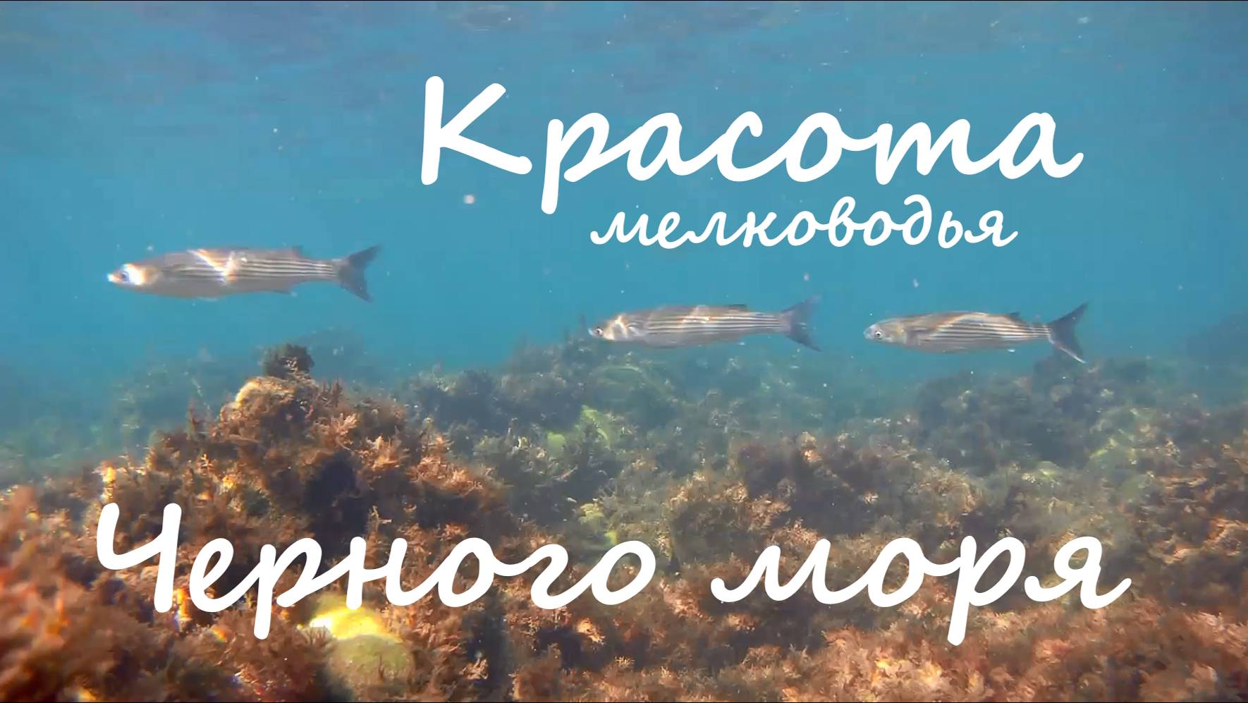 Красота мелководья Черного моря в августе. 2024 год. смотреть онлайн