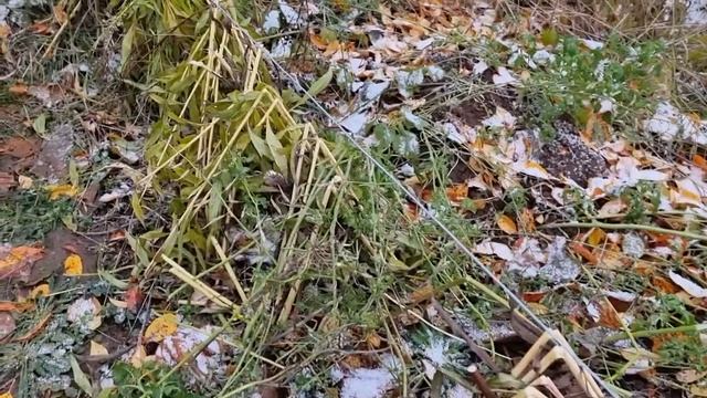 Укрытие винограда  на зиму