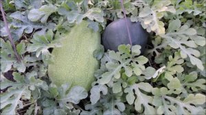 Результат прививки арбуза на лагенарию