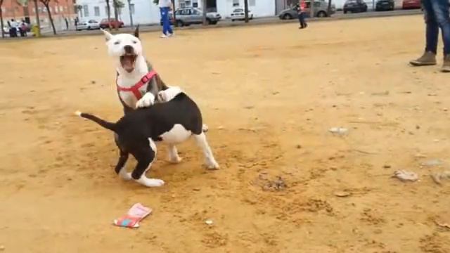 Sira y duna jugando al pelear смотреть онлайн
