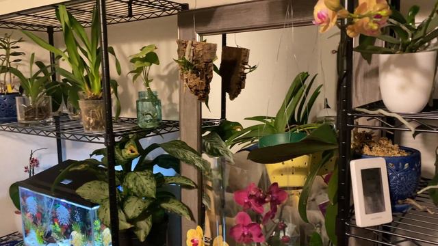 5 Orchid Care Tips | Watering Before Vacationing смотреть онлайн