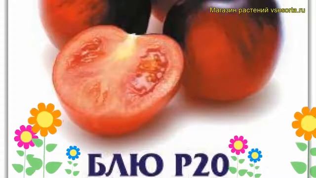 Томат Блю Р20. Краткий обзор, описание характеристик, где купить семена solanum lycopersicum Blu R2 смотреть онлайн