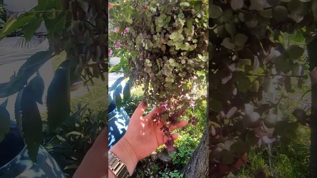 Калибрахоа Aloha Kona Tiki Pink ( Алоха Тики Пинк) + каллизия ползучая. смотреть онлайн