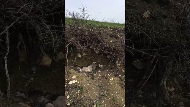 Орлята!!! Гнездо Орла/степного! смотреть онлайн