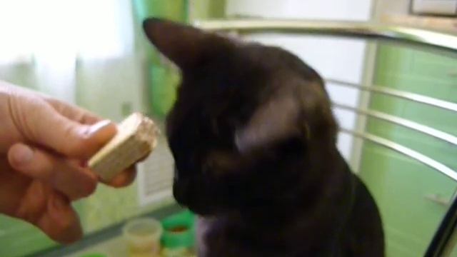 Дымок ест вафли