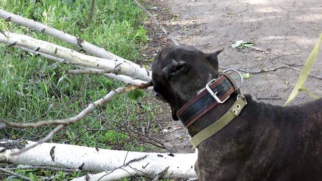 АПБТ BERETTA "PIT MUST SURVIVE" (Джесси) 13 лет 1 мес. смотреть онлайн