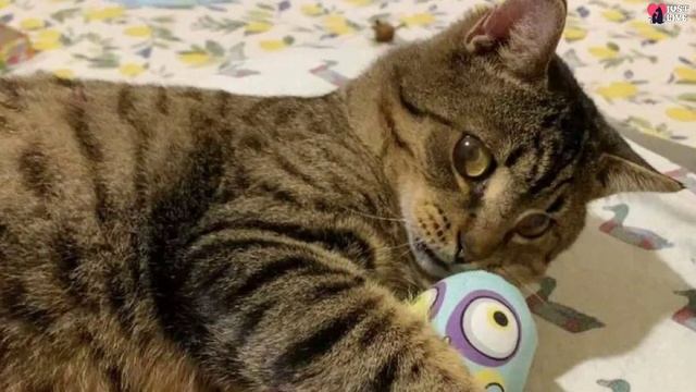 A blind big-eyed cat in a shelter asks everyone for attention and love смотреть онлайн