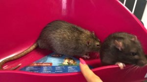 Крыса дамбо ?