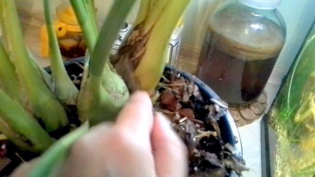 Цимбидиум. Цветонос или рост. смотреть онлайн