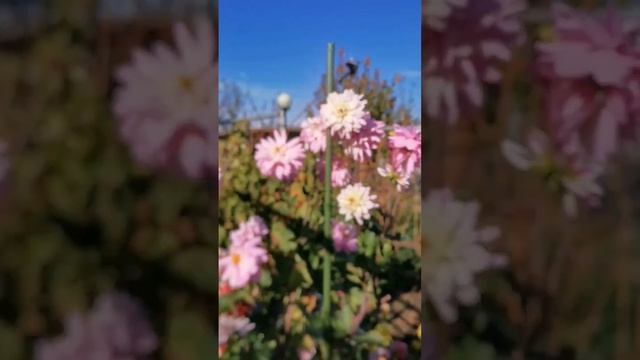 Дача как хобби. Бабье лето... смотреть онлайн