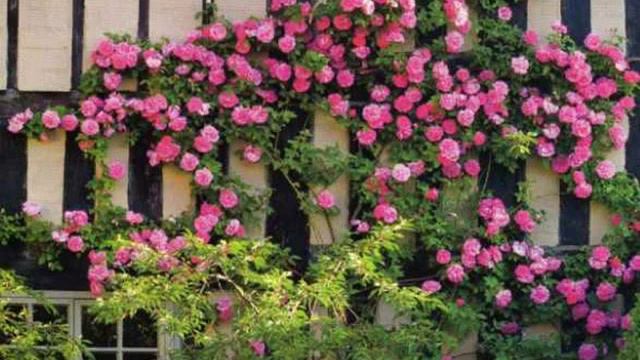 1 Flowers Rose pergolas 1) смотреть онлайн