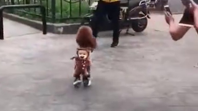 Хочу такую собаку.