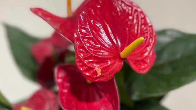 Anthurium Red Champion ❤️