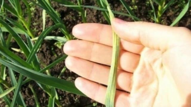 Полейте так ЧЕСНОК и ЛУК в конце ИЮНЯ - начале ИЮЛЯ для КРУПНЫХ ГОЛОВОК и длительного хранения! смотреть онлайн