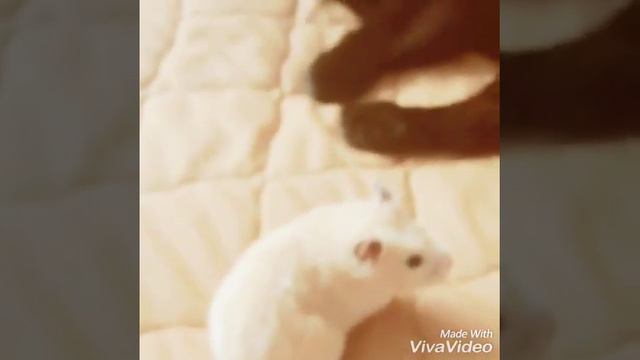 Клип хомки!часть 2 смотреть онлайн