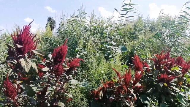 Амарант. Сбор семян. смотреть онлайн