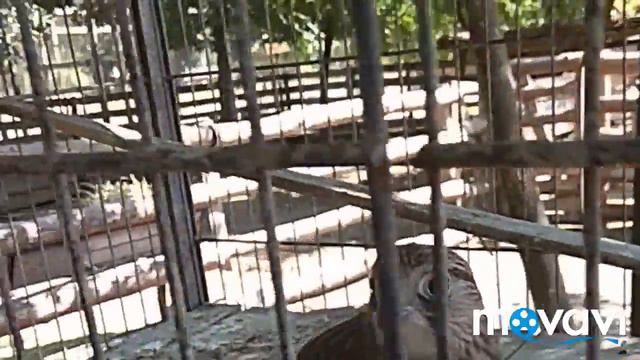 Вот как интересно в зоопарке. смотреть онлайн