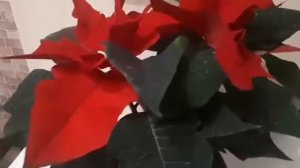 Цветок Рождественская звезда. Как ухаживать за ним..