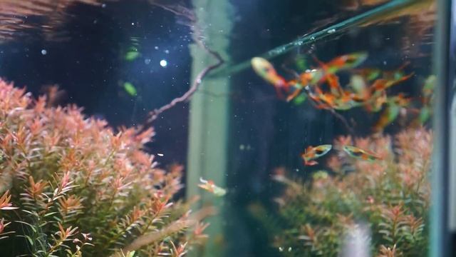 Аквариум на рабочий стол смотреть онлайн