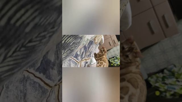 снежные бенгалы/ Стёпа и Василиса/ невесты кота/ нарезки смотреть онлайн