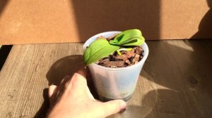 как легко наращиваем корни орхидеи в простой коре