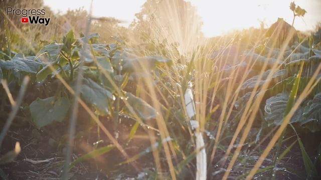 За ночь Огурцов нарастает немерено! Вот простой супер прием для плодоношения Огурцов в Августе! смотреть онлайн