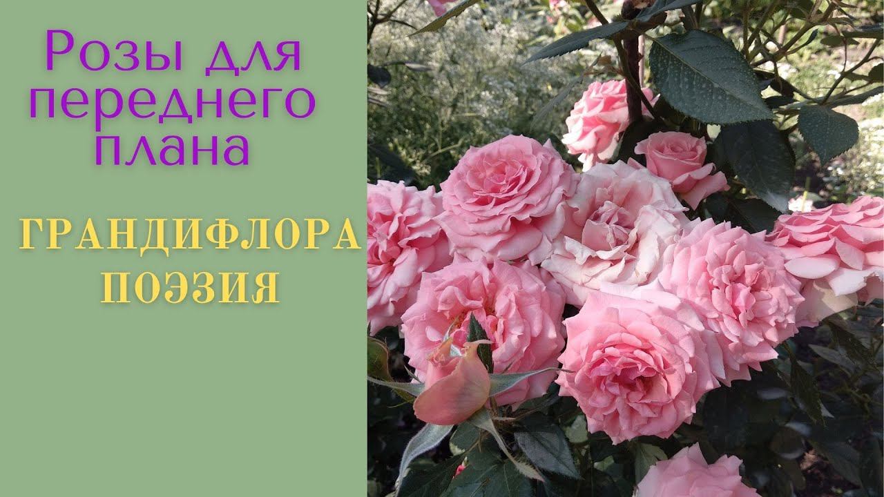Розы для переднего плана. Грандифлора Поэзия. смотреть онлайн