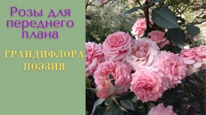Розы для переднего плана. Грандифлора  Поэзия.