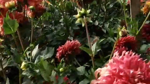 Декоративные георгины (макси) 8 часть. Сезон 2019 смотреть онлайн