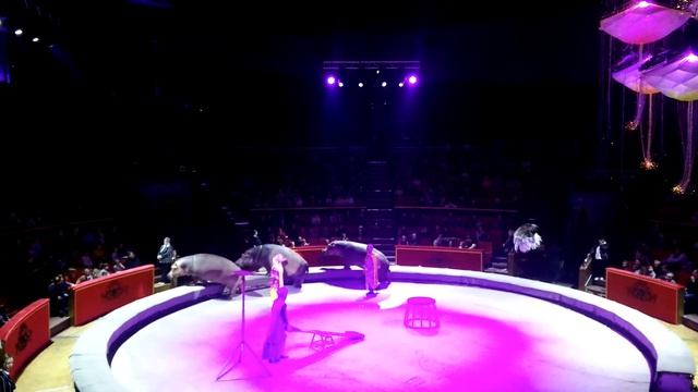 Песчаная сказка цирк 19 смотреть онлайн