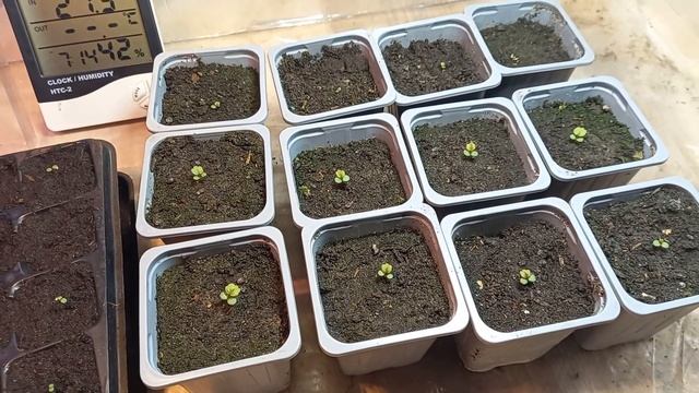 Soraya F1 Лучший сорт клубники? Возможно)