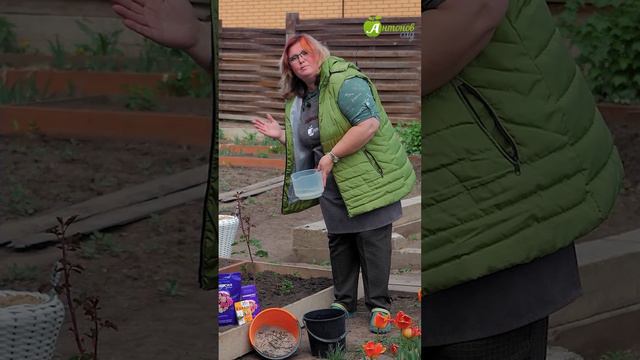 Тля на розе смотреть онлайн