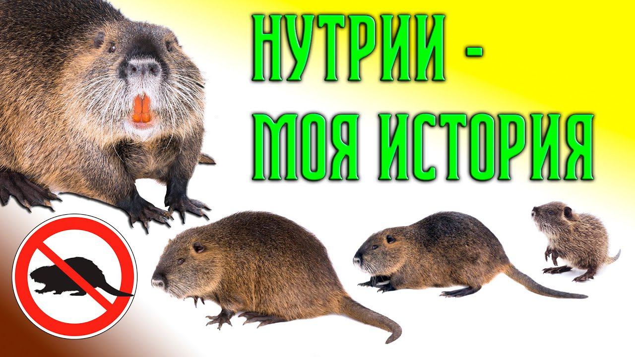 Нутрии - моя история нутриеводства смотреть онлайн