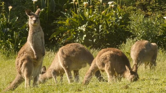 The kangaroo wallaby roo is one of Australia's most iconic marsupial animals, and most species ar.. смотреть онлайн