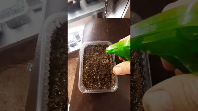 эустома , N1 обзор и опрыскивание после пикировки 🙏🤗🌱🌱🌱 смотреть онлайн