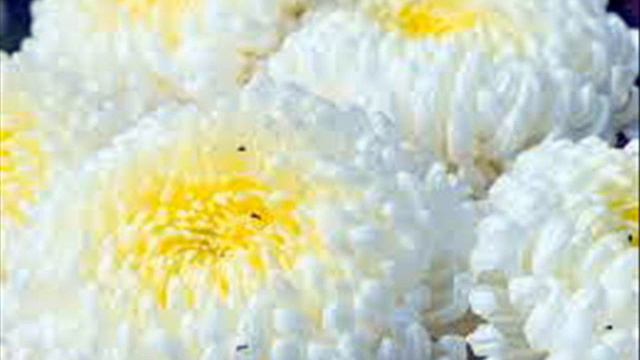 Наталка Самсонова.Хризантеми. смотреть онлайн