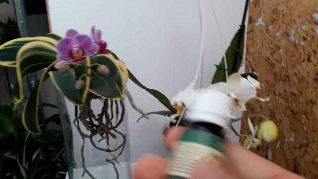 Орхидеи Ph. Stuartiana Var. Nobilis And Ph. Sogo Vivien, Blooms/цветение