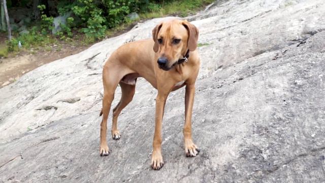 How Much Do Rhodesian Ridgebacks Weigh? смотреть онлайн