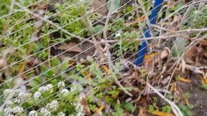 ГДЕ зимуют "божьи коровки"???!!! 7 декабря 2021 год