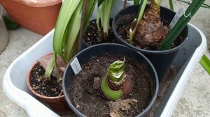 Гиппеаструмы не цветут, обрезать ли листву, грунт.